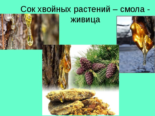 Сок хвойных растений – смола - живица 