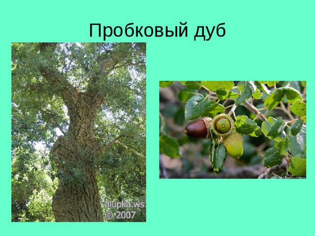 Пробковый дуб 