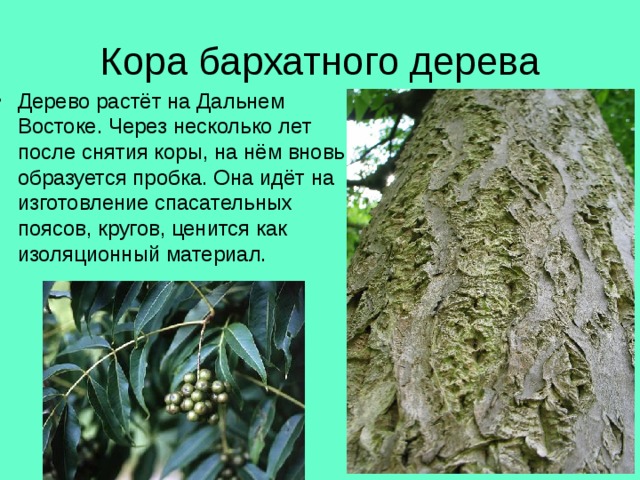 Кора бархатного дерева Дерево растёт на Дальнем Востоке. Через несколько лет после снятия коры, на нём вновь образуется пробка. Она идёт на изготовление спасательных поясов, кругов, ценится как изоляционный материал. 
