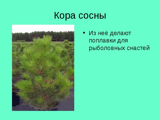 Кора сосны Из неё делают поплавки для рыболовных снастей 