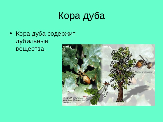 Кора дуба Кора дуба содержит дубильные вещества. 