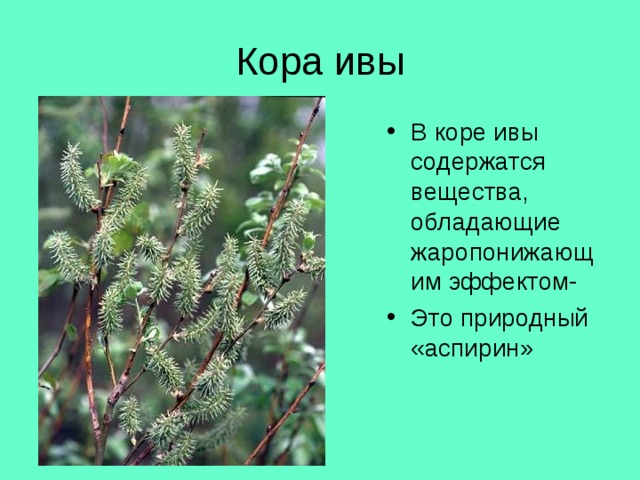 Кора ивы В коре ивы содержатся вещества, обладающие жаропонижающим эффектом- Это природный «аспирин» 