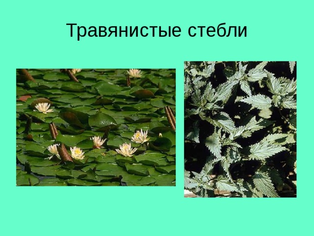 Травянистые стебли 