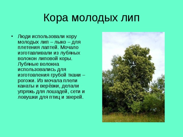 Кора молодых лип Люди использовали кору молодых лип – лыко – для плетения лаптей. Мочало изготавливали из лубяных волокон липовой коры. Лубяные волокна использовались для изготовления грубой ткани – рогожи. Из мочала плели канаты и верёвки, делали упряжь для лошадей, сети и ловушки для птиц и зверей. 