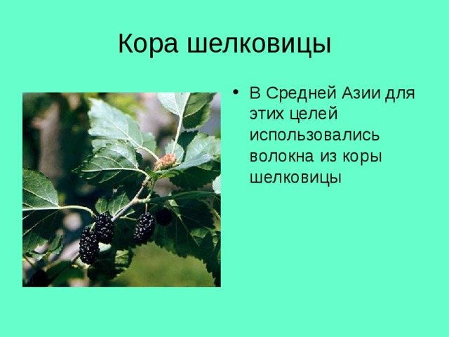 Кора шелковицы В Средней Азии для этих целей использовались волокна из коры шелковицы 