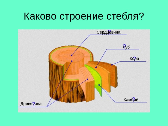 Каково строение стебля? Сердцевина Луб Кора Камбий Древесина 