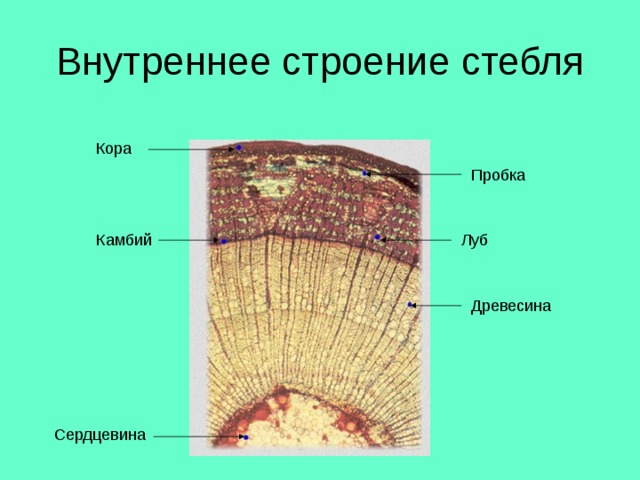 Внутреннее строение стебля Кора Пробка Луб Камбий Древесина Сердцевина 