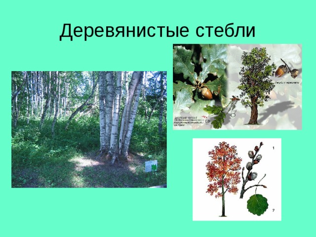Деревянистые стебли 