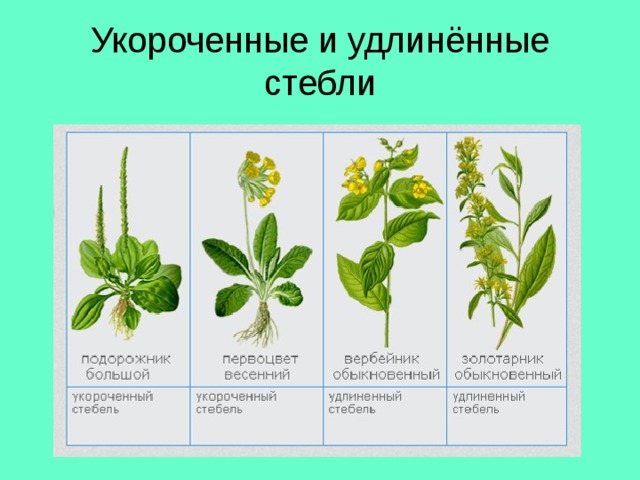 Укороченные и удлинённые стебли 