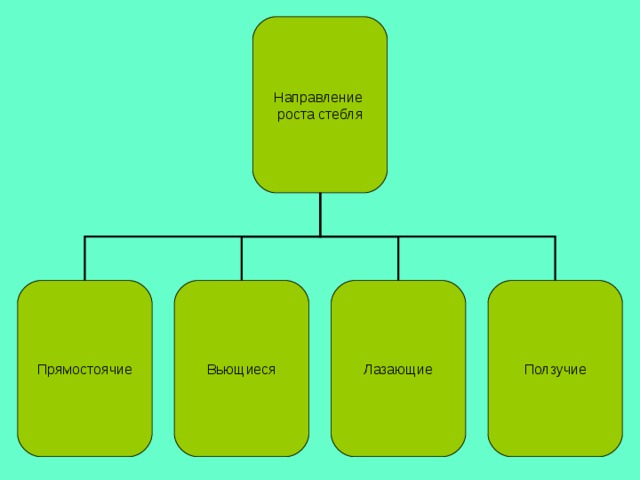 Направление роста стебля Прямостоячие Вьющиеся Ползучие Лазающие 