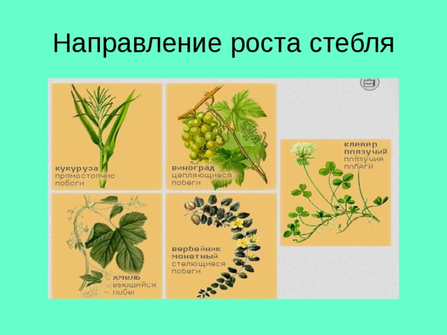 Направление роста стебля 