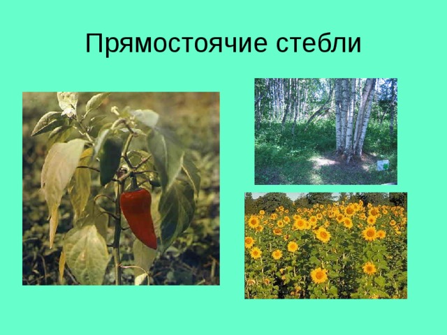 Прямостоячие стебли 