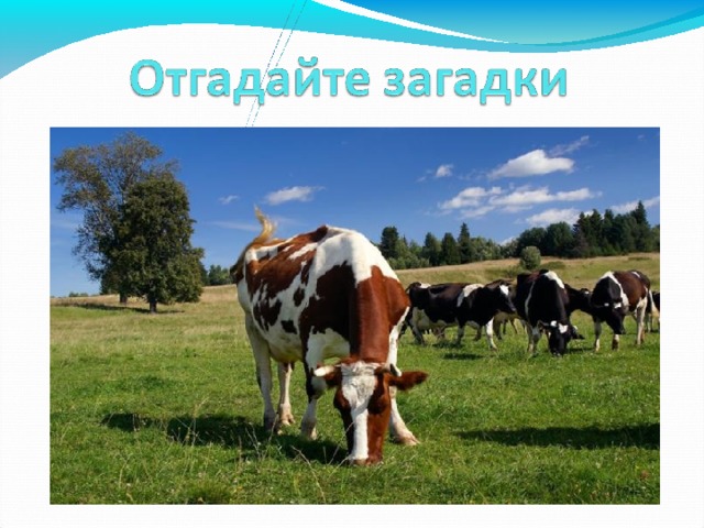 Посреди двора Стоит копна: Спереди вилы, Сзади — метла. 