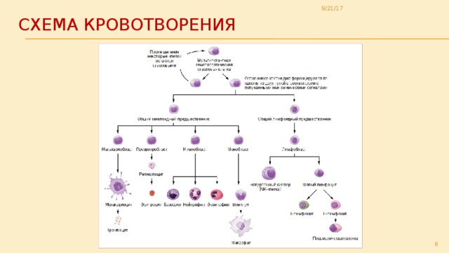 9/21/17 Схема кровотворения  