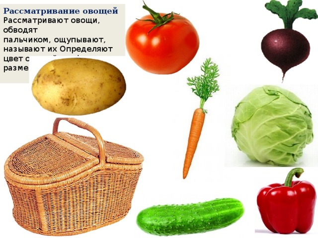 Рассматривание овощей Рассматривают овощи, обводят пальчиком, ощупывают, называют их Определяют цвет овощей, их форму, размер  