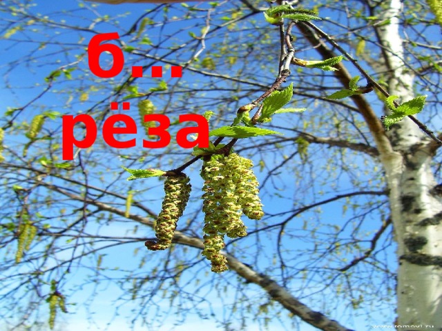 б…рёза 