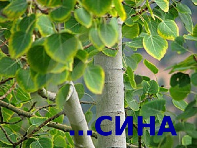 … сина 