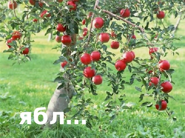 ябл…ня 