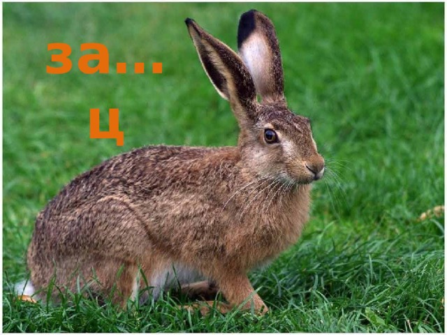 за…ц 