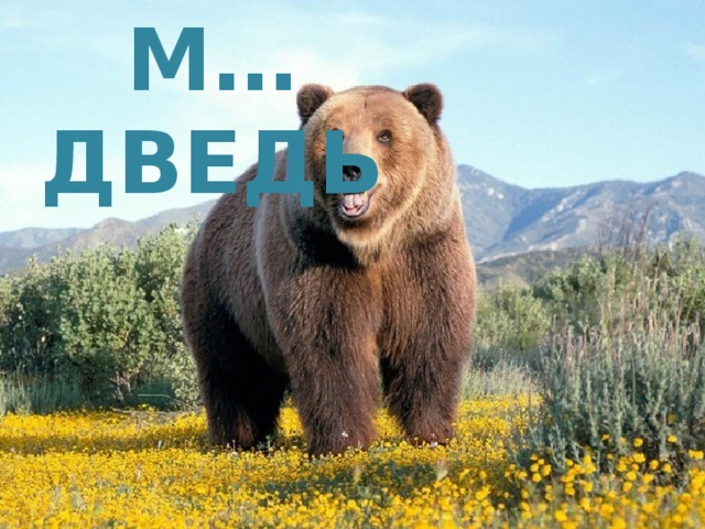 М…дведь 