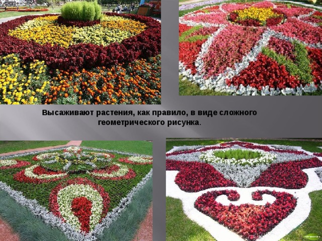 Высаживают растения, как правило, в виде сложного геометрического рисунка . 