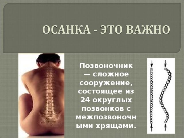 Позвоночник — сложное сооружение, состоящее из 24 округлых позвонков с межпозвоночными хрящами. 