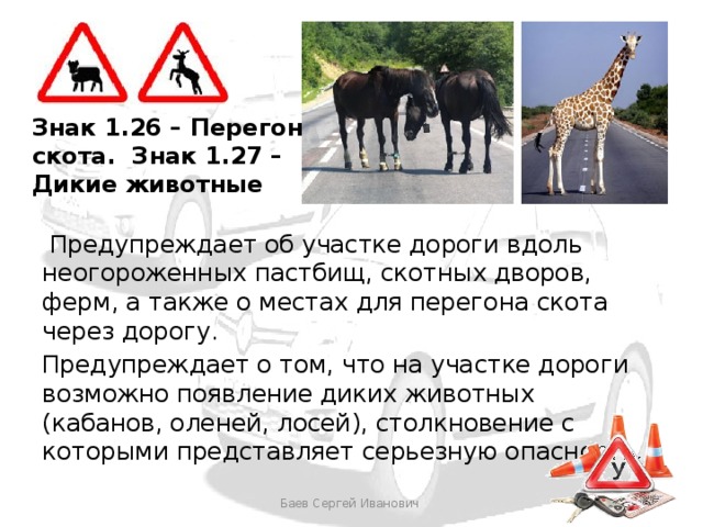 Знак 1.26 – Перегон скота.  Знак 1.27 – Дикие животные  Предупреждает об участке дороги вдоль неогороженных пастбищ, скотных дворов, ферм, а также о местах для перегона скота через дорогу. Предупреждает о том, что на участке дороги возможно появление диких животных (кабанов, оленей, лосей), столкновение с которыми представляет серьезную опасность. Баев Сергей Иванович 