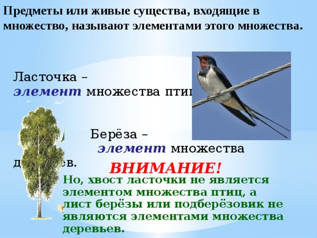 Предметы или живые существа, входящие в множество, называют элементами этого множества. Ласточка – элемент множества птиц.  Берёза –  элемент множества деревьев.  ВНИМАНИЕ! Но, хвост ласточки не является элементом множества птиц, а лист берёзы или подберёзовик не являются элементами множества деревьев. 