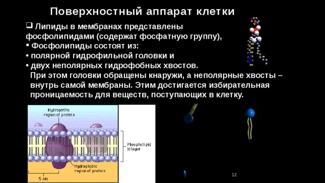 Поверхностный аппарат клетки  Липиды в мембранах представлены фосфолипидами (содержат фосфатную группу),  Фосфолипиды состоят из:  полярной гидрофильной головки и  двух неполярных гидрофобных хвостов.  При этом головки обращены кнаружи, а неполярные хвосты –  внутрь самой мембраны. Этим достигается избирательная  проницаемость для веществ, поступающих в клетку. 11 