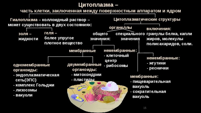 Цитоплазма –  часть клетки, заключенная между поверхностным аппаратом и ядром Цитоплазматические структуры Гиалоплазма – коллоидный раствор – может существовать в двух состояниях: органеллы включения: гранулы белка, капли жиров, молекулы полисахаридов, соли.  геля – более упругое плотное вещество общего специального значения: значения золя – жидкости немембранные: - клеточный  центр - рибосомы мембранные немембранные: - жгутики - реснички двумембранные органоиды:  - митохондрии  - пластиды одномембранные органоиды: - эндоплазматическая  сеть(ЭПС) - комплекс Гольджи - лизосомы - вакуоли мембранные: - пищеварительная  вакуоль - сократительная  вакуоль 15 