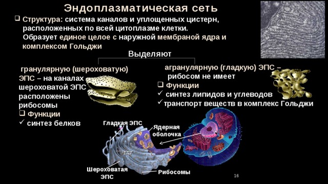 Эндоплазматическая сеть  Структура: система каналов и уплощенных цистерн,  расположенных по всей цитоплазме клетки.  Образует единое целое с наружной мембраной ядра и  комплексом Гольджи  Выделяют  агранулярную (гладкую) ЭПС –  рибосом не имеет  Функции  синтез липидов и углеводов транспорт веществ в комплекс Гольджи  гранулярную (шероховатую) ЭПС – на каналах шероховатой ЭПС расположены рибосомы  Функции  синтез белков Гладкая ЭПС Ядерная оболочка Шероховатая ЭПС Рибосомы 16 