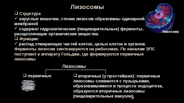 Лизосомы  Структура  округлые мешочки, стенки лизосом образованы одинарной мембраной  содержат гидролитические (пищеварительные) ферменты, расщепляющие органические вещества.  Функции:  распад отмирающих частей клеток, целых клеток и органов. Ферменты лизосом синтезируются на рибосомах. По каналам ЭПС поступают к аппарату Гольджи, где формируются первичные лизосомы Лизосома  Лизосомы  первичные  вторичные (у простейших): первичные лизосомы  сливаются с пузырьками, образовавшимися в процессе эндоцитоза, образуются вторичные лизосомы (пищеварительные вакуоли). 18 