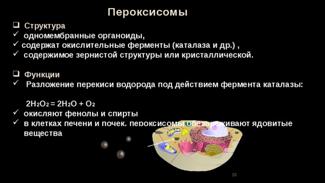 Пероксисомы  Структура  одномембранные органоиды,  содержат окислительные ферменты (каталаза и др.) ,  содержимое зернистой структуры или кристаллической.   Функции  Разложение перекиси водорода под действием фермента каталазы:  2H 2 O 2 =  2H 2 O  +  O 2  окисляют фенолы и спирты  в клетках печени и почек, пероксисомы обезвреживают ядовитые  вещества 18 