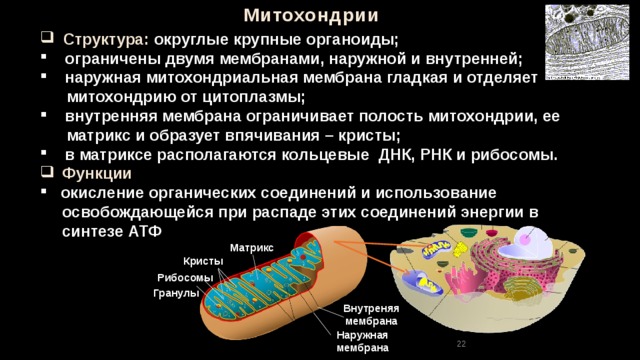 Митохондрии  Структура: округлые крупные органоиды;  ограничены двумя мембранами, наружной и внутренней;  наружная митохондриальная мембрана гладкая и отделяет  митохондрию от цитоплазмы;  внутренняя мембрана ограничивает полость митохондрии, ее  матрикс и образует впячивания – кристы;  в матриксе располагаются кольцевые ДНК, РНК и рибосомы.  Функции  окисление органических соединений и использование  освобождающейся при распаде этих соединений энергии в  синтезе АТФ Матрикс  Кристы Рибосомы Гранулы Внутреняя мембрана Наружная мембрана 22 22 