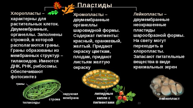 Пластиды  Хлоропласты – характерны для растительных клеток. Двумембранные, органеллы. Заполнены стромой, в которой располагаются граны. Граны образованы из мембранных структур – тилакоидов. Имеются ДНК, РНК, рибосомы. Обеспечивают фотосинтез Лейкопласты – двумембранные неокрашенные пластиды шарообразной формы. На свету могут переходить в хлоропласты. Запасают питательные вещества в виде крахмальных зерен Хромопласты – двумембранные органеллы шаровидной формы. Содержат пигменты: красный, оранжевый, желтый. Придают окраску цветкам, плодам, придают листьям желтую окраску граны липидные капли с пигментами наружная мембрана лейкопласт строма тилакоиды 23 