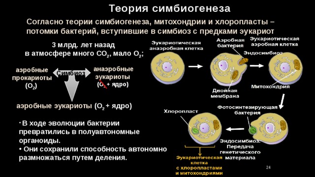 Теория симбиогенеза Согласно теории симбиогенеза, митохондрии и хлоропласты – потомки бактерий, вступившие в симбиоз с предками эукариот 3 млрд. лет назад в атмосфере много СО 2 , мало О 2 ; анаэробные эукариоты (О 2 + ядро) аэробные прокариоты (О 2 ) Симбиоз  аэробные эукариоты (О 2 + ядро)  В ходе эволюции бактерии превратились в полуавтономные органоиды.  Они сохранили способность автономно размножаться путем деления. 24 