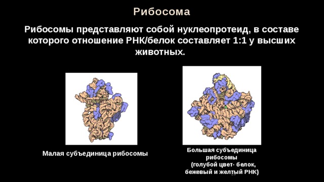 Рибосома Рибосомы представляют собой нуклеопротеид, в составе которого отношение РНК/белок составляет 1:1 у высших животных. Большая субъединица рибосомы  (голубой цвет- белок, бежевый и желтый РНК) Малая субъединица рибосомы 26 