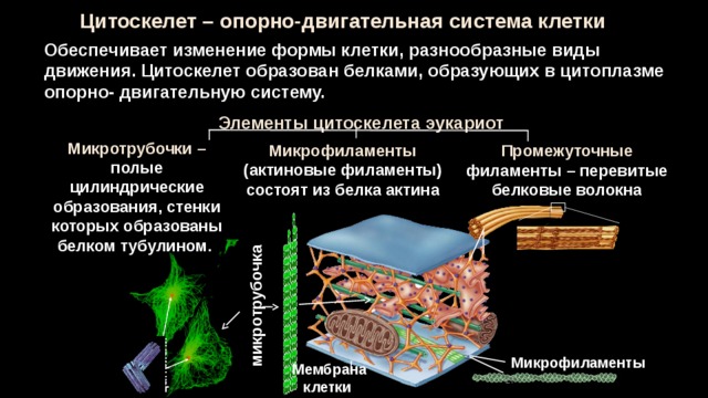 центриоли микротрубочка Цитоскелет – опорно-двигательная система клетки Обеспечивает изменение формы клетки, разнообразные виды движения. Цитоскелет образован белками, образующих в цитоплазме опорно- двигательную систему. Элементы цитоскелета эукариот Микротрубочки – полые цилиндрические образования, стенки которых образованы белком тубулином. Микрофиламенты (актиновые филаменты) состоят из белка актина Промежуточные филаменты – перевитые белковые волокна Микрофиламенты Мембрана клетки 27 27 