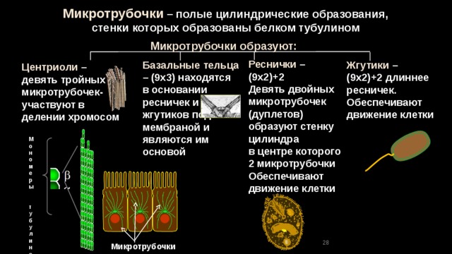 Микротрубочки  – полые цилиндрические образования, стенки которых образованы белком тубулином  Микротрубочки образуют: Реснички  – (9х2)+2 Девять двойных микротрубочек (дуплетов) образуют стенку цилиндра в центре которого 2 микротрубочки Обеспечивают движение клетки Базальные тельца  – (9х3) находятся в основании ресничек и жгутиков под мембраной и являются им основой Жгутики – (9х2)+2 длиннее ресничек. Обеспечивают движение клетки Центриоли  – девять тройных микротрубочек- участвуют в делении хромосом Мономеры тубулина 28 Микротрубочки 
