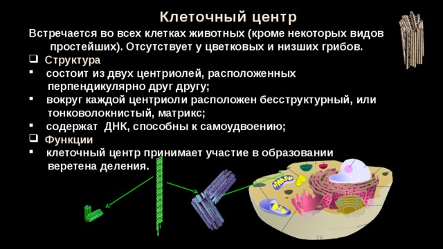 Клеточный центр Встречается во всех клетках животных (кроме некоторых видов простейших). Отсутствует у цветковых и низших грибов.  Структура   состоит из двух центриолей, расположенных  перпендикулярно друг другу;  вокруг каждой центриоли расположен бесструктурный, или  тонковолокнистый, матрикс;  содержат ДНК, способны к самоудвоению;  Функции  клеточный центр принимает участие в образовании  веретена деления. 28 