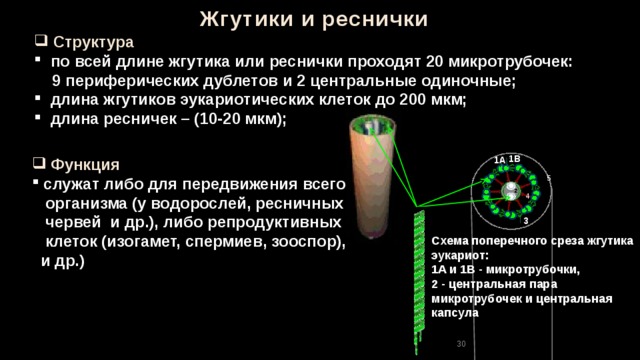 Жгутики и реснички  Структура  по всей длине жгутика или реснички проходят 20 микротрубочек:  9 периферических дублетов и 2 центральные одиночные;  длина жгутиков эукариотических клеток до 200 мкм;  длина ресничек – (10-20 мкм); 1В  Функция 1А  служат либо для передвижения всего  организма (у водорослей, ресничных  червей и др.), либо репродуктивных  клеток (изогамет, спермиев, зооспор),  и др.) 5 4 3 Схема поперечного среза жгутика эукариот: 1A и 1B - микротрубочки, 2 - центральная пара микротрубочек и центральная капсула 30 
