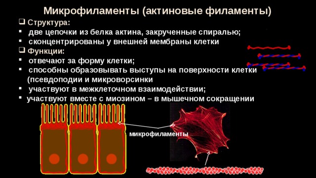 Микрофиламенты (актиновые филаменты)  Структура:  две цепочки из белка актина, закрученные спиралью;  сконцентрированы у внешней мембраны клетки  Функции:  отвечают за форму клетки;  способны образовывать выступы на поверхности клетки  (псевдоподии и микроворсинки  участвуют в межклеточном взаимодействии;  участвуют вместе с миозином – в мышечном сокращении микрофиламенты 30 