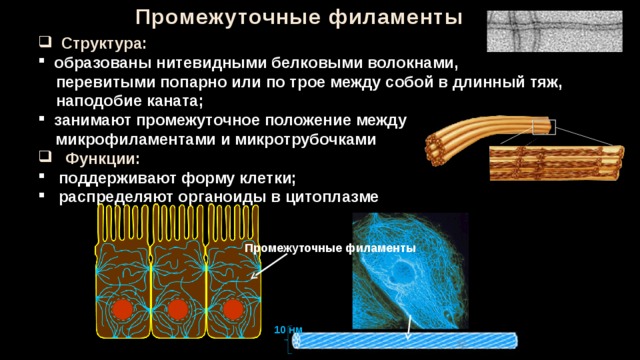 Промежуточные филаменты  Структура:  образованы нитевидными белковыми волокнами,  перевитыми попарно или по трое между собой в длинный тяж,  наподобие каната;  занимают промежуточное положение между  микрофиламентами и микротрубочками  Функции:  поддерживают форму клетки;  распределяют органоиды в цитоплазме Промежуточные филаменты 10 нм 32 