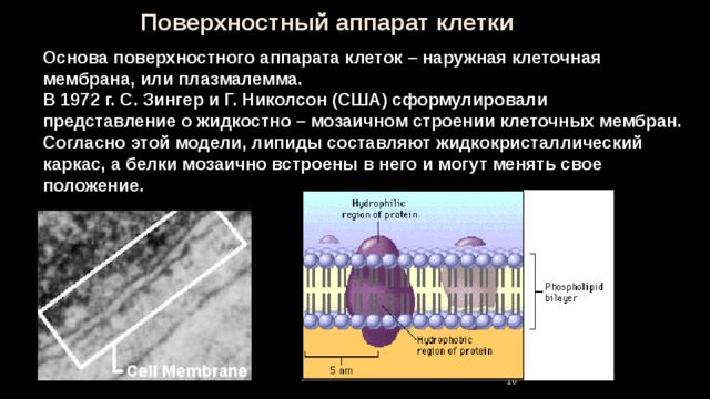 Поверхностный аппарат клетки Основа поверхностного аппарата клеток – наружная клеточная мембрана, или плазмалемма. В 1972 г. С. Зингер и Г. Николсон (США) сформулировали представление о жидкостно – мозаичном строении клеточных мембран. Согласно этой модели, липиды составляют жидкокристаллический каркас, а белки мозаично встроены в него и могут менять свое положение. 9 9 