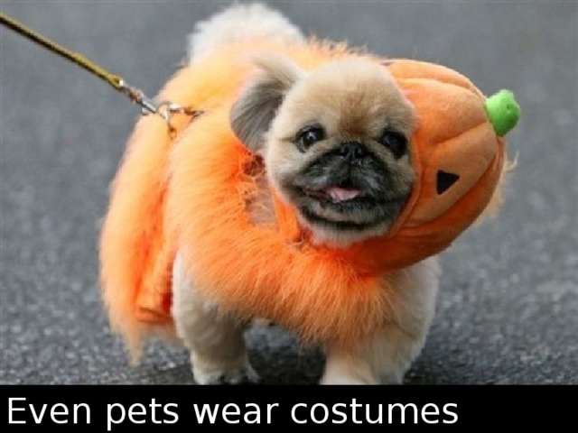 Even pets wear costumes 