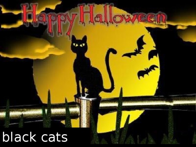 black cats 