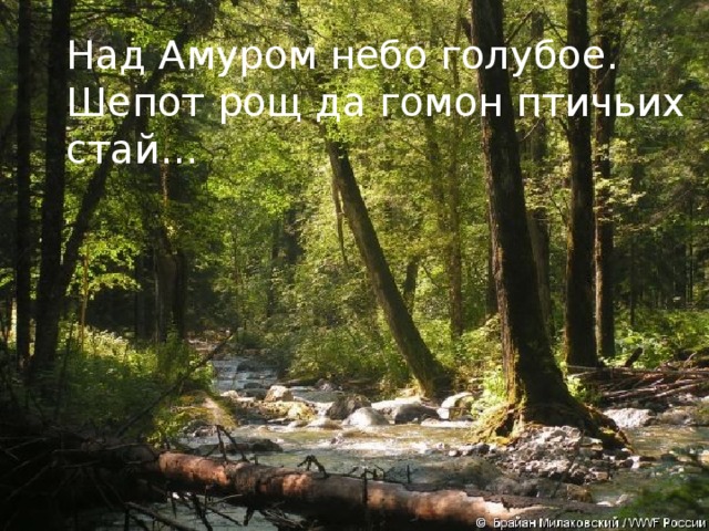 Над Амуром небо голубое. Шепот рощ да гомон птичьих стай...   