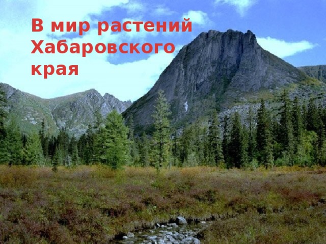 В мир растений Хабаровского края 