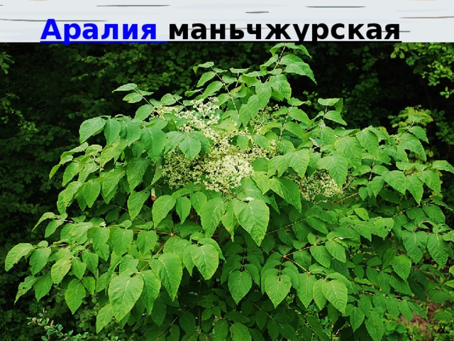  Аралия   маньчжурская   
