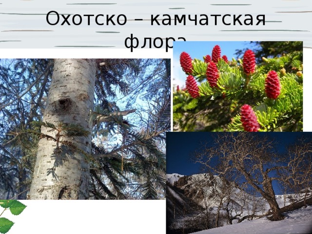 Охотско – камчатская флора 
